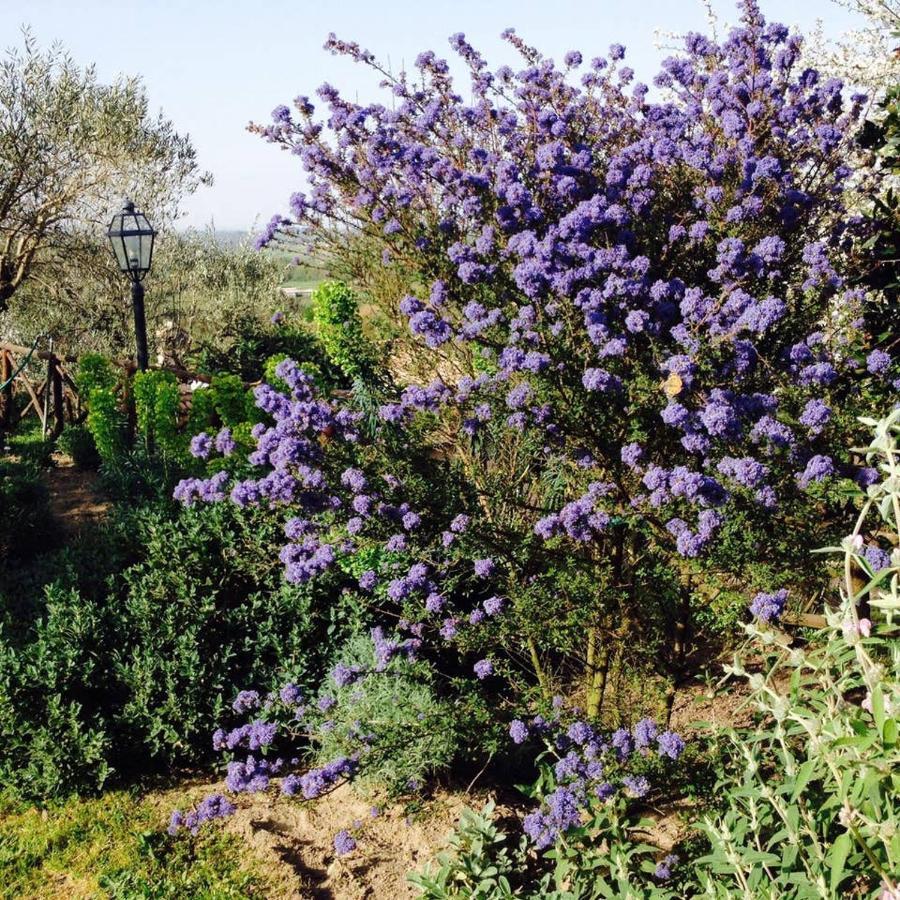 Olivella Villa Campagnano Di Roma Exteriör bild